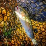 Daiwa Trout Twig- Rainbow Catch