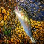 Daiwa Trout Twig- Rainbow Catch