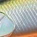MNI4047 - Tennessee Shad