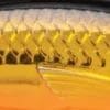 G -Gold