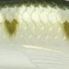 YP - Yellow Perch