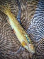 Gila trout caught on Daiwa Trout Twig