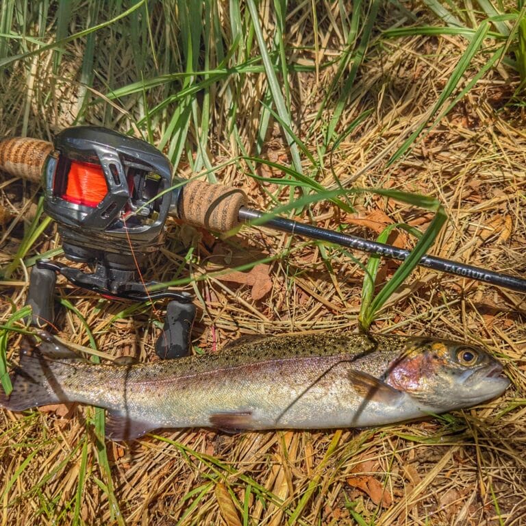 Ray Tarantula Finesse Bait Finesse Rod