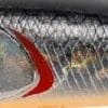ADA3081 - Prism Shad