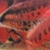 Matte Series - Fire Cricket