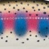 GDRT - Gilded Rainbow Trout