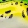 Chartreuse Frog