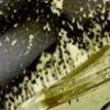 Horse Fly