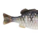 Berkley Powerbait Gilly HD Crappie Tail