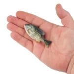 Berkley Powerbait Gilly HD Crappie