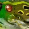 Bull Frog