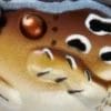 Cricket Frog