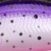 PRT - Purple Rainbow Trout