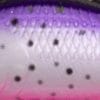 PRT - Purple Rainbow Trout