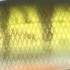 #3 - Yellow Perch