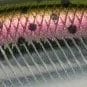 MCC4036 - Rainbow Trout