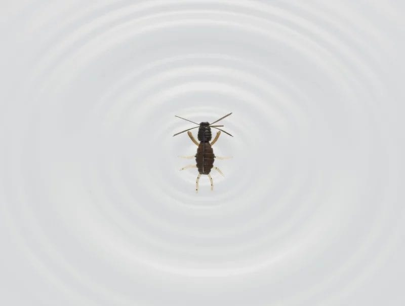 imakatsu-baby_super_spider~1