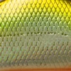 004 LH Tennessee Shad