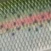 RN - Real Rainbow Trout