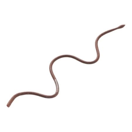 Tiemco Critter Tackle Hatta Crawler 12" Floating Worm 5pk