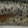 CCC3815 - Brown Trout ND