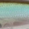 GEA3006 - Ghost Minnow