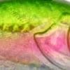 Rainbow Trout