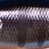 #028 Chrome Gill
