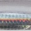 Holo Clear