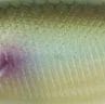 Sweet Pearl Fish