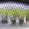 GPA4009 - River Bait