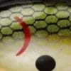 Tennessee Shad