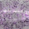 #SK107 - Translucent Black/Purple Flake