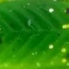 Green Grasshopper
