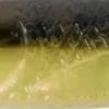 Ozark Minnow