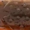 Burnt Craw