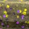 Green Pumpkin Purple Gold Flake