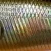 #2 - TS (Tennessee Shad)
