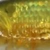 #01 - Gold Shad