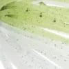 Gizzard Shad